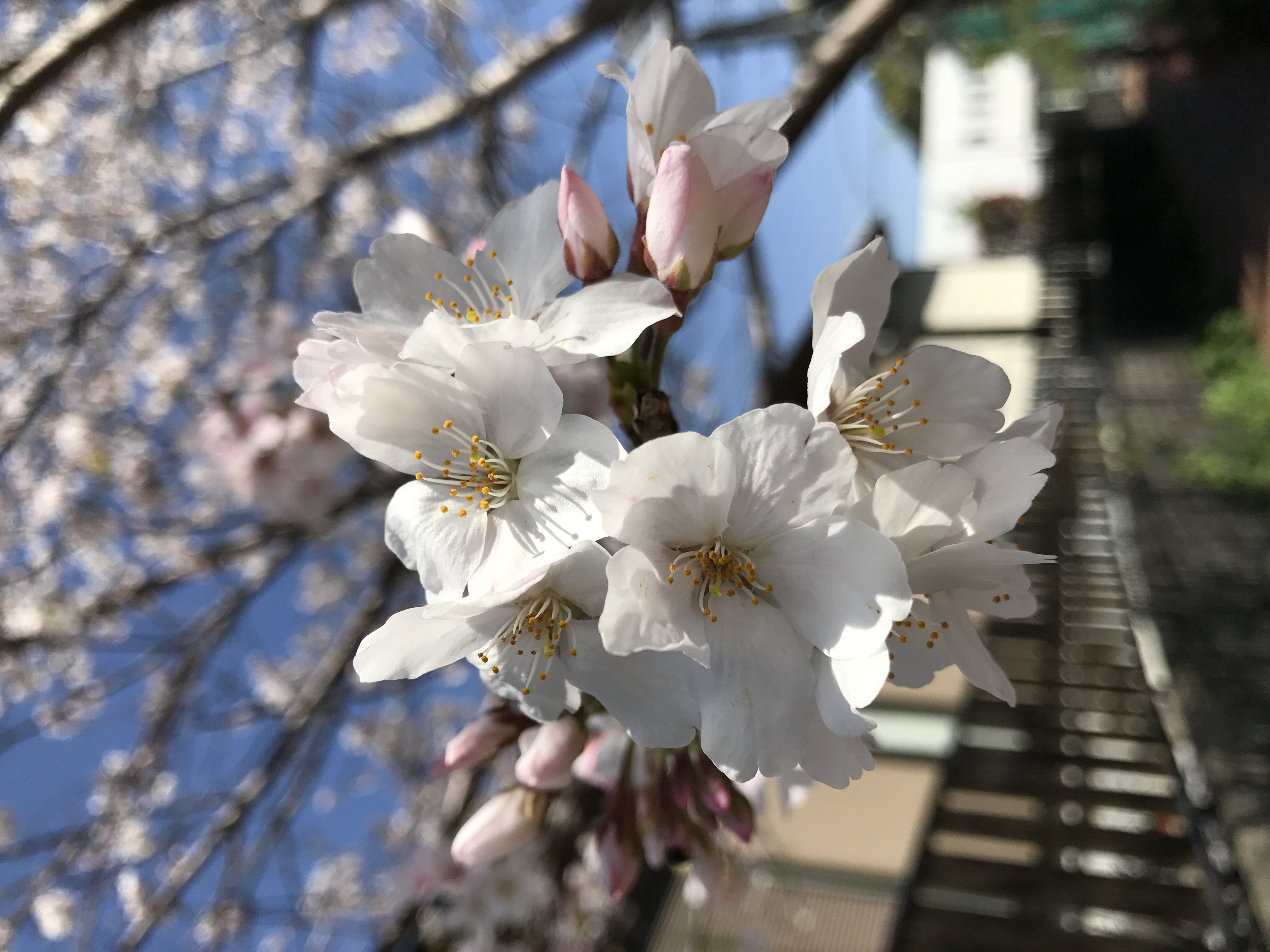 春だからしょうがない、、、