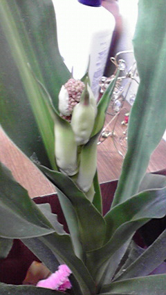 2011121508190000.jpg